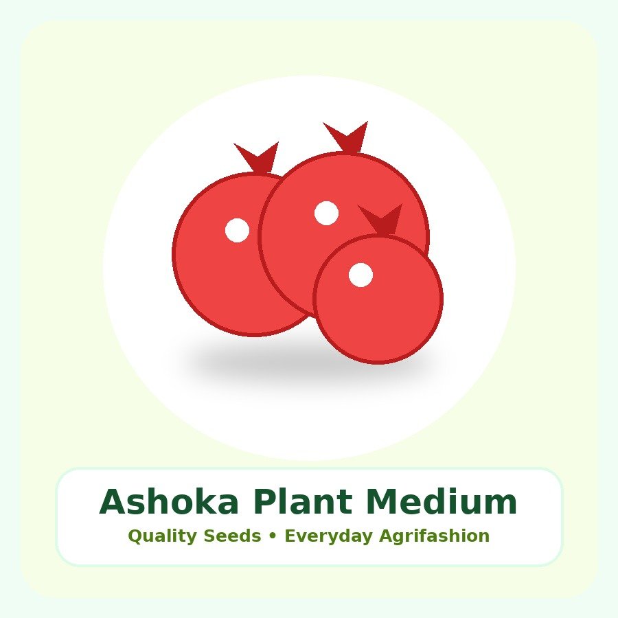 Ashoka Plant Medium Plant