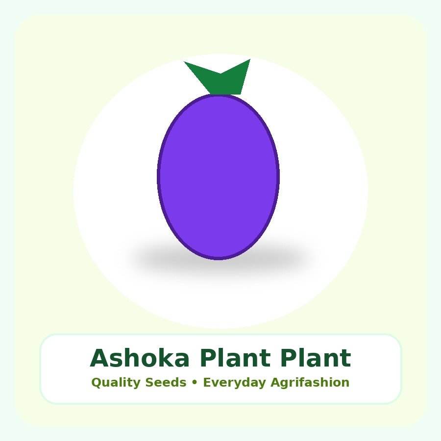 Ashoka Plant Premium Plant