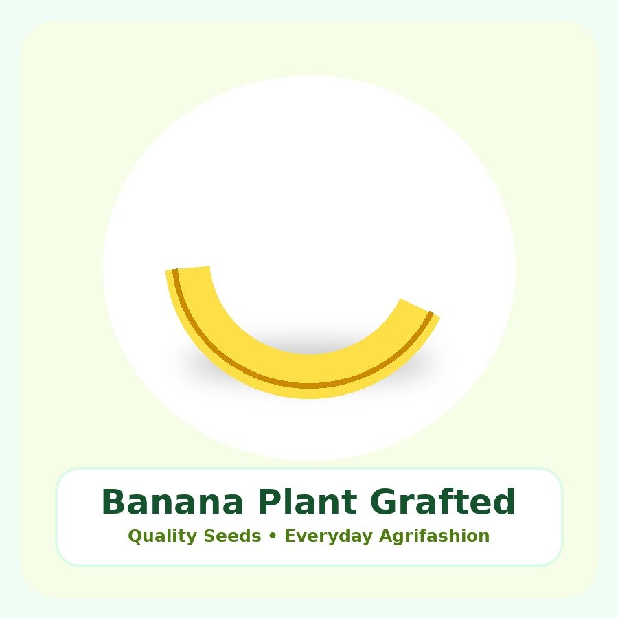 Banana Plant Grafted Plant