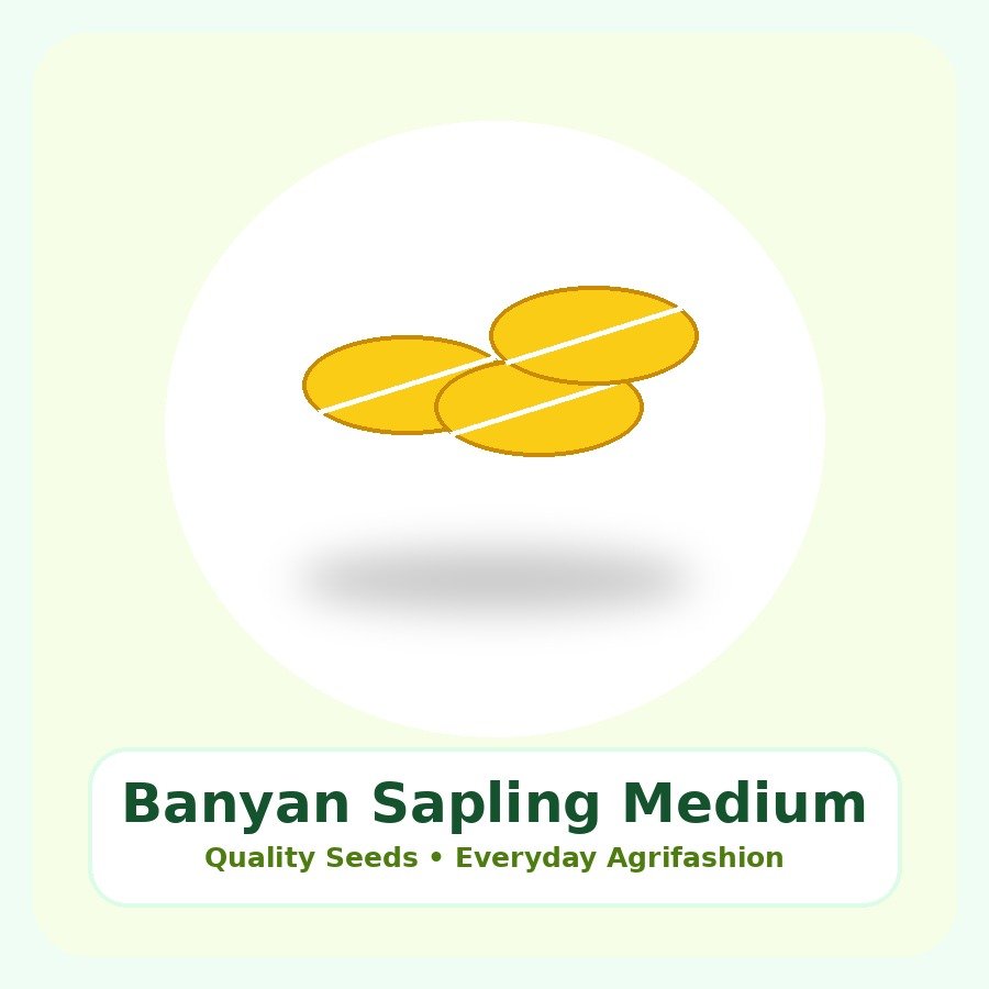 Banyan Sapling Medium Plant