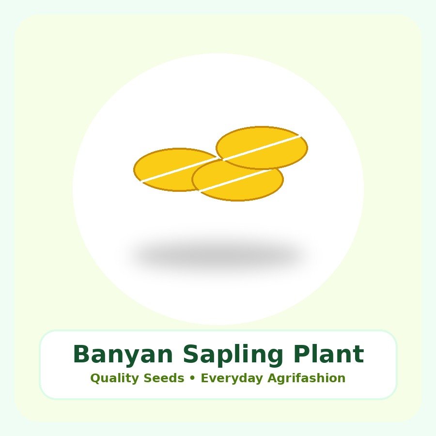 Banyan Sapling Premium Plant