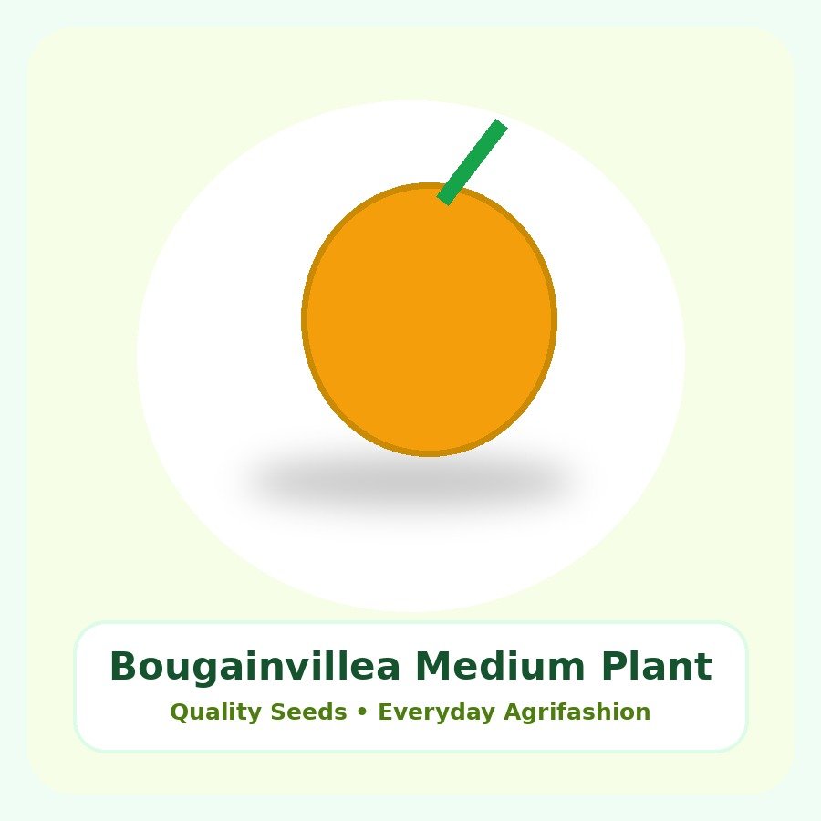 Bougainvillea Medium Plant