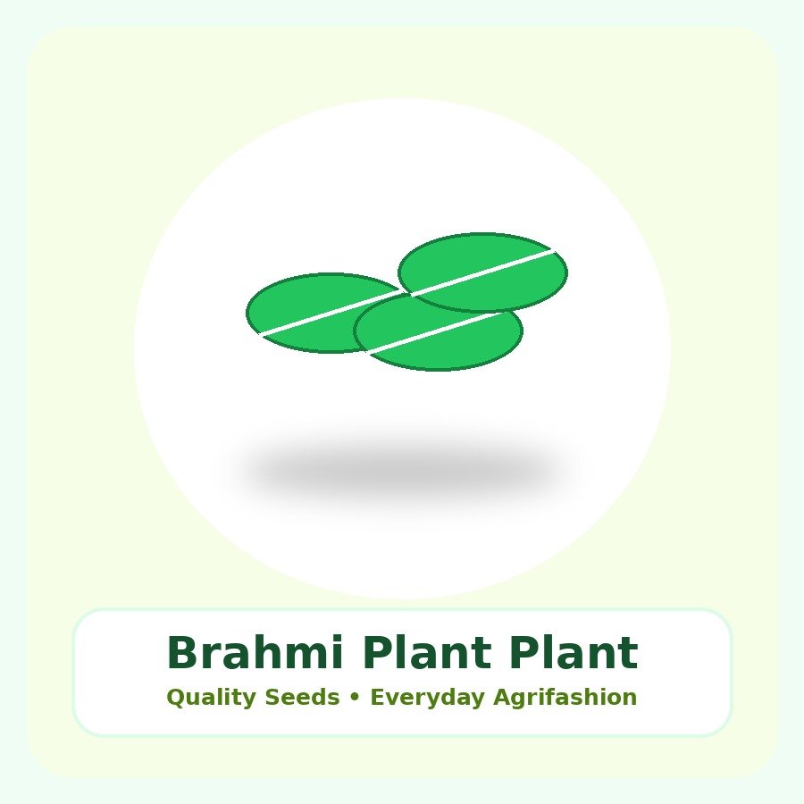 Brahmi Plant Premium Plant