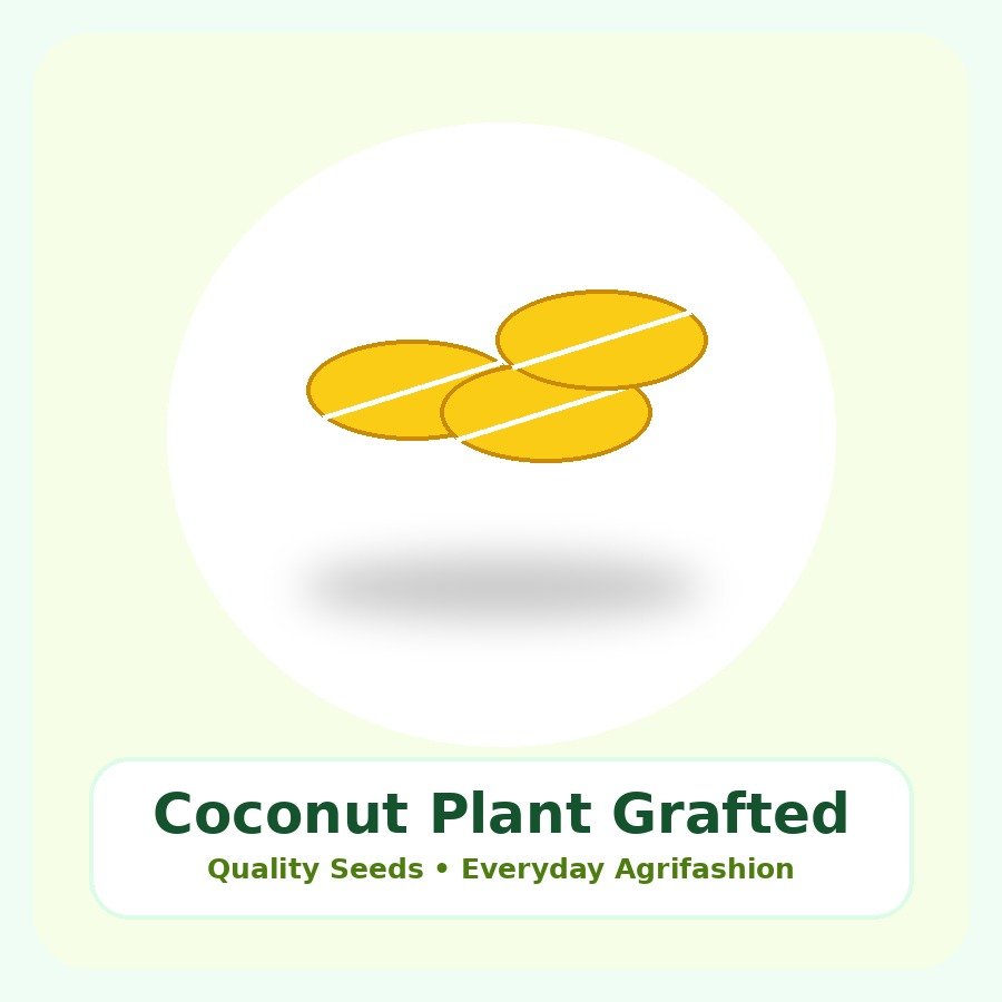Coconut Plant Grafted Plant