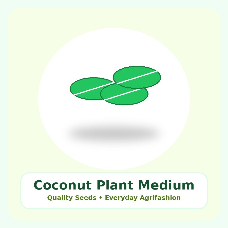 Coconut Plant Medium Plant