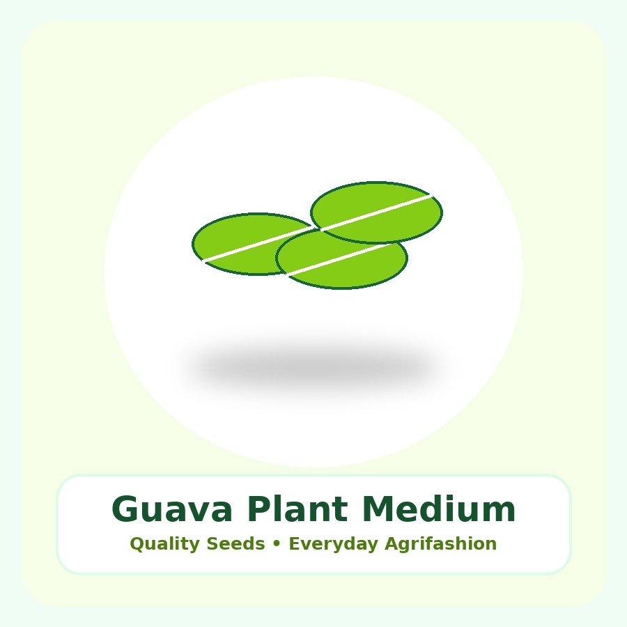 Guava Plant Medium Plant