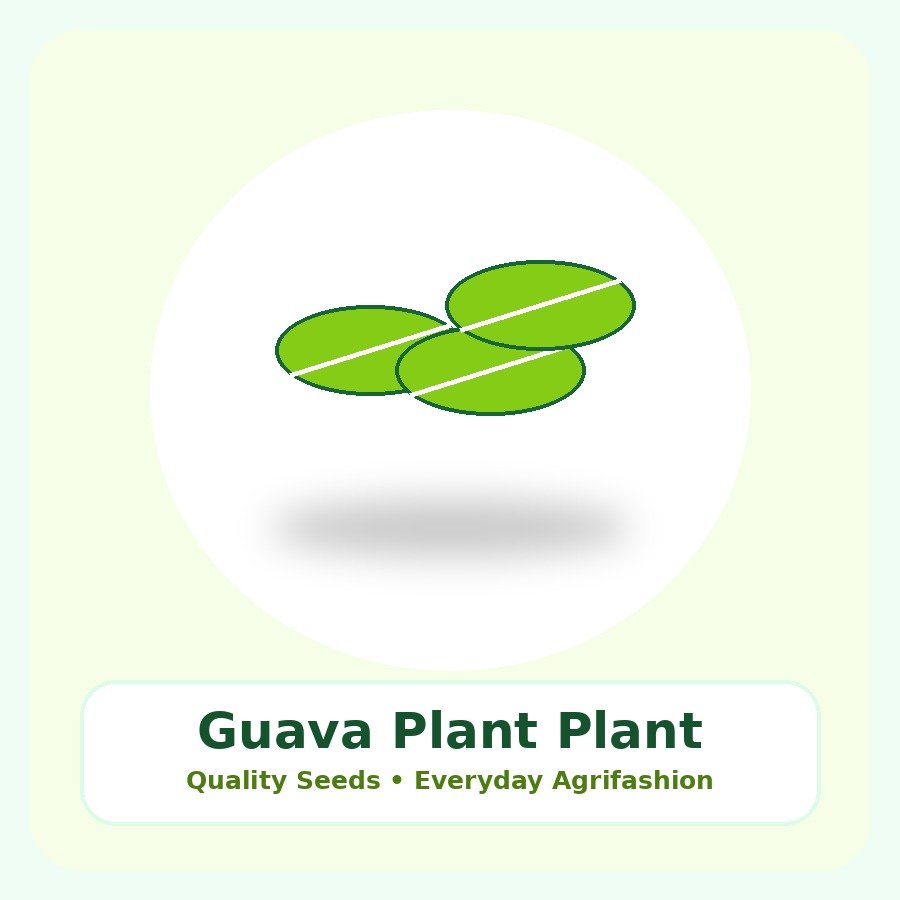 Guava Plant Premium Plant