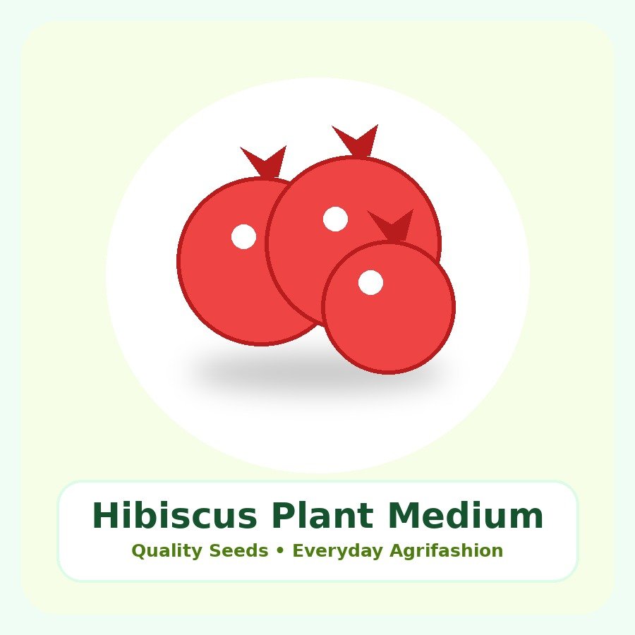 Hibiscus Plant Medium Plant
