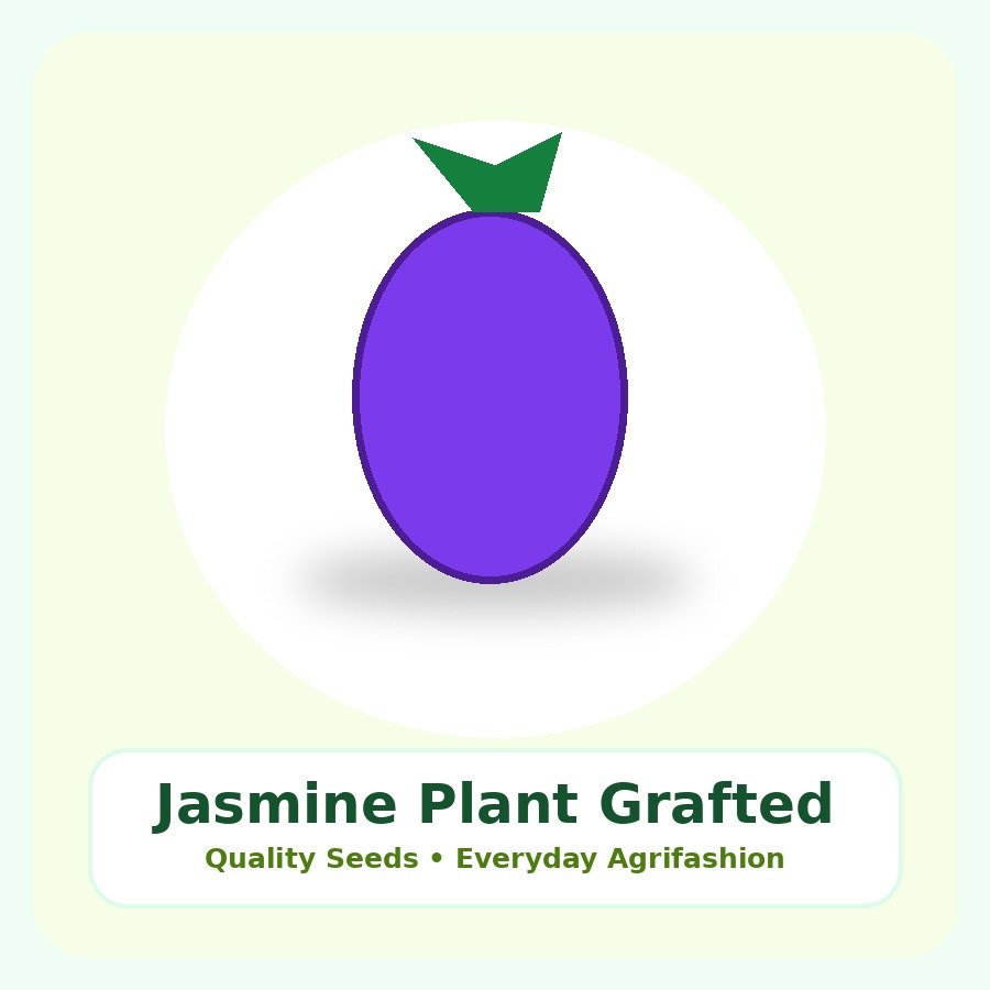 Jasmine Plant Grafted Plant