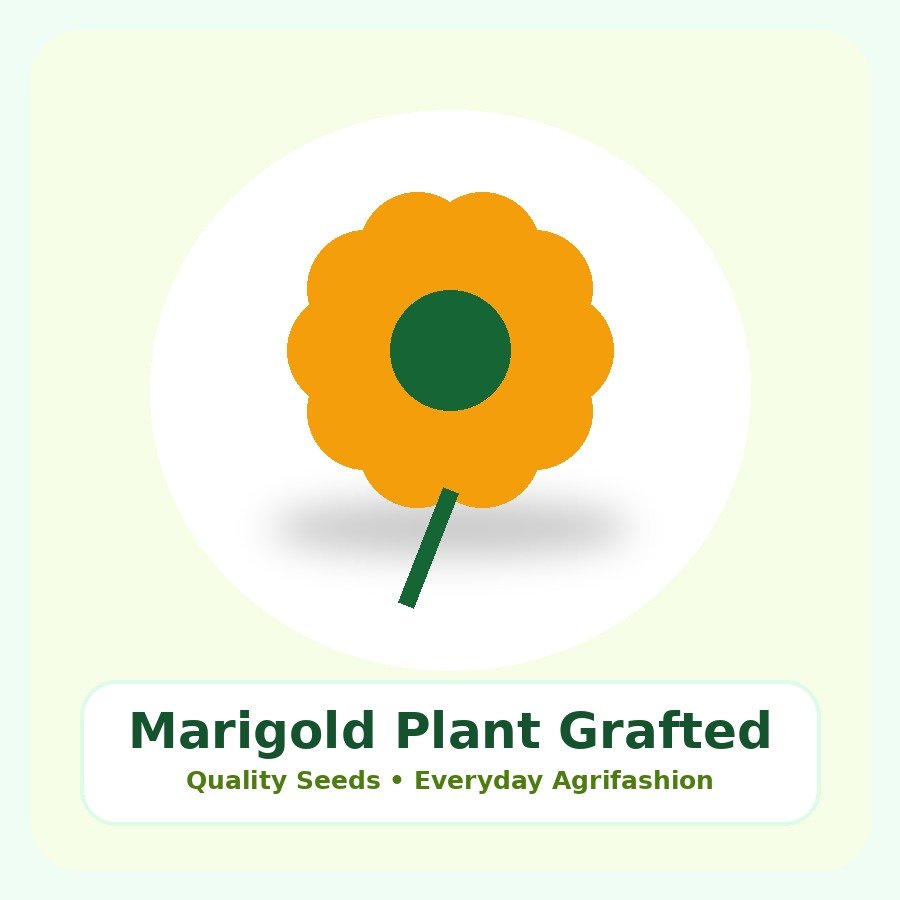 Marigold Plant Grafted Plant