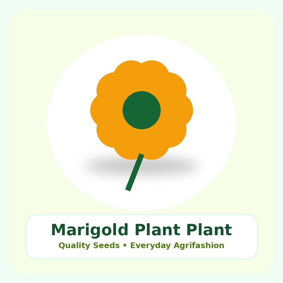 Marigold Plant Premium Plant