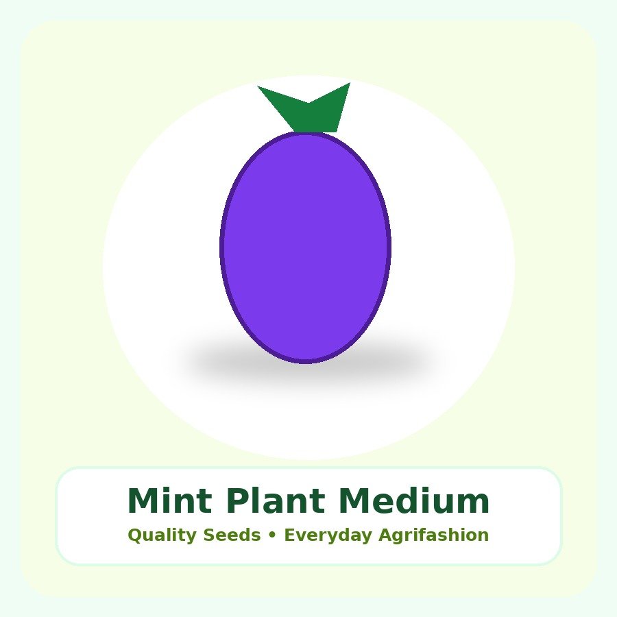 Mint Plant Medium Plant