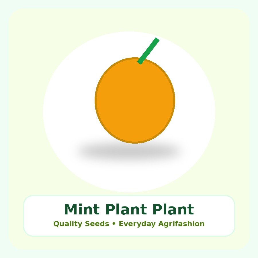 Mint Plant Premium Plant