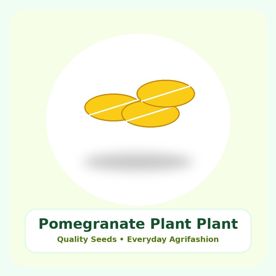 Pomegranate Plant Premium Plant