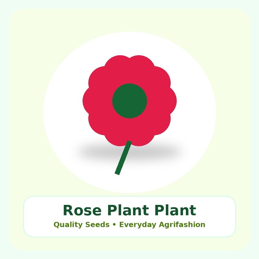 Rose Plant Premium Plant