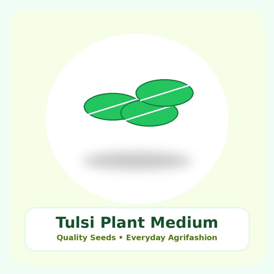 Tulsi Plant Medium Plant